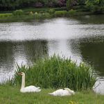 Pentecost Sunday 2012 – Year B swans-at-rest-during-od-201