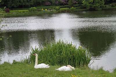 swans-at-rest-during-od-201
