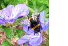 European Church leaders’ statement on Season of Creation