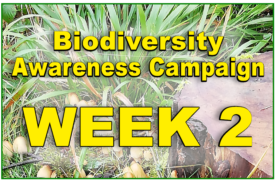 Biodiversity Awareness Campaign: 17 – 29 May 2021