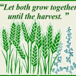 Homily for the 16th Sunday of Ordinary Time, Year A