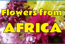 Flowers from Africa