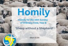 Homily for the 16th Sunday in Ordinary Time, Year B