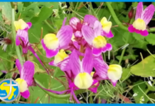 Caring for the wonders of Creation – in Wilton Parish