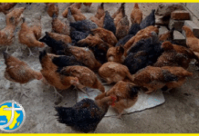 Counting your Chickens – a learning process